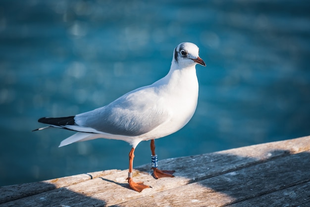 Gull with black head on a wooden deck