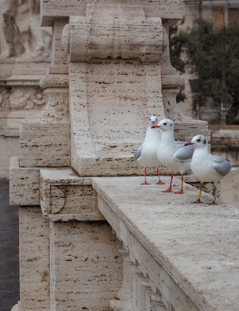 Gulls sit on a bridge over the Tiber in Rome