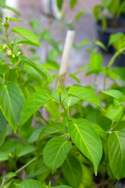 Gurmar medicinal plant Fresh leaves of herb