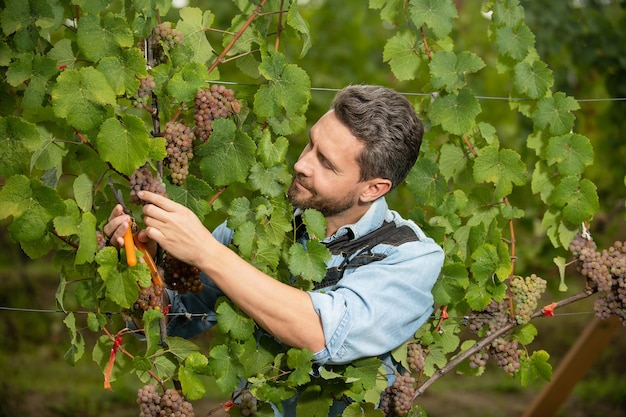 Guy cutting grapevine with garden scissors, summer.