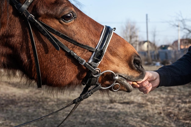 The guy feeds the horse in the street