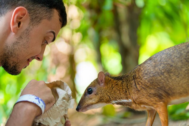 Photo the guy feeds kanchil from his hands at the zoo.