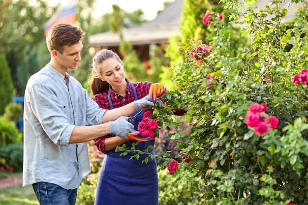 Guy and girl gardeners cut the rose bush in the wonderful garden on a sunny day. .