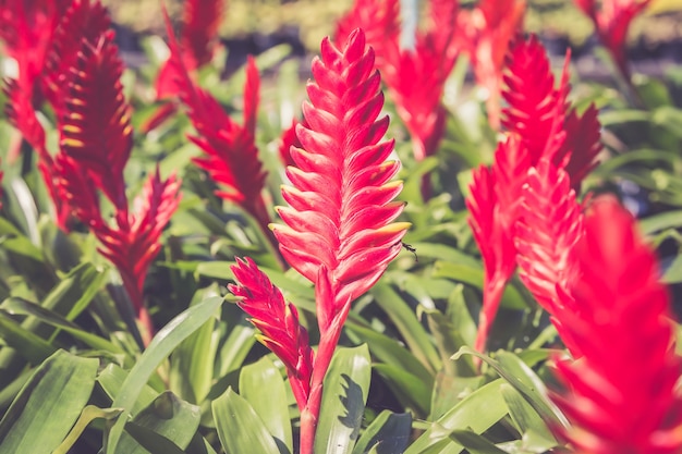 Guzmania flower.