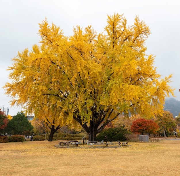 Gyeongbokgung palace, in autumn Seoul, South Korea