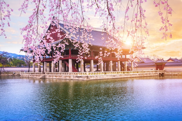 Gyeongbokgung palace with cherry blossom tree in spring time in seoul city of korea, south korea.