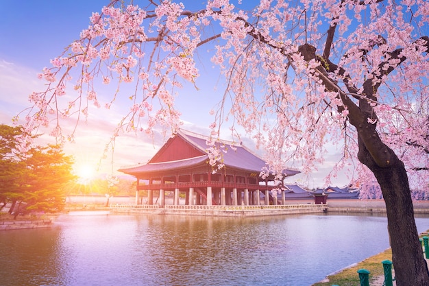 Gyeongbokgung palace with cherry blossom tree in spring time in seoul city of korea