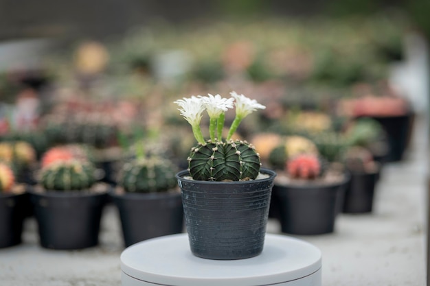 Gymnocalycium or Gymno cactus in greenhouse plant, Selective Focus.