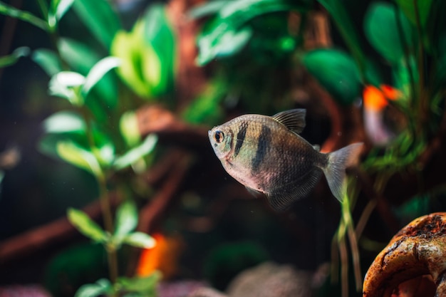 Gymnocorymbus ternetzi in a tropical aquarium