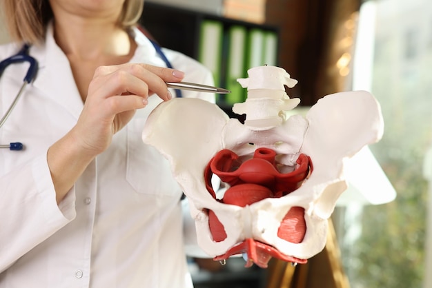 Gynecologist points with pen to location of pelvis with muscles female doctor demonstrates