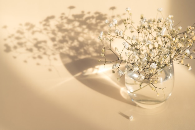 gypsophila flowers in glass vase on beige background light and shadow