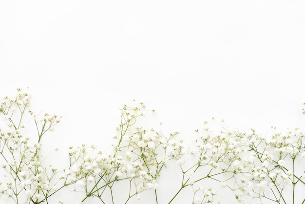 Gypsophila flowers on white background. Delicate background for cards