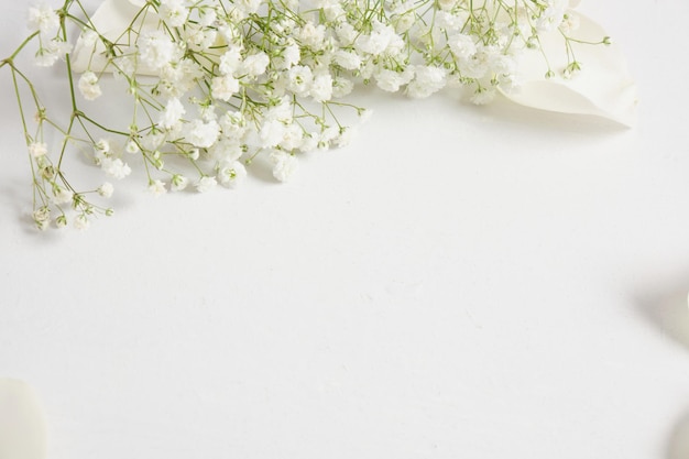 Gypsophila on grey background copy space top view summer mood concept