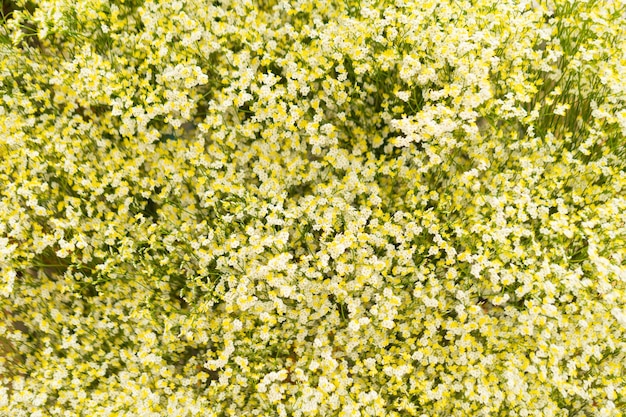 Gypsophila light floral texture background