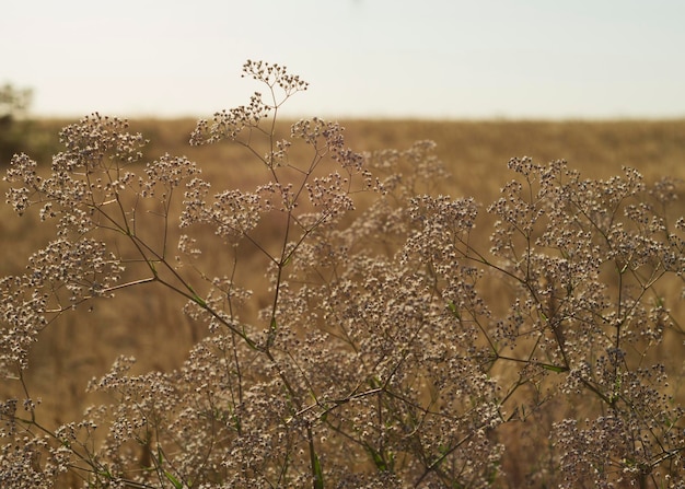 Gypsophila paniculata in the rays of the setting sun 2