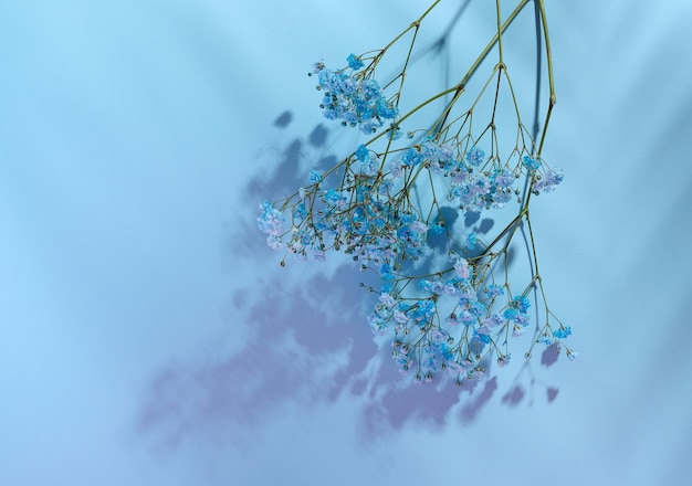 Gypsophilia branch with blue flowers on a blue background top view Copy space