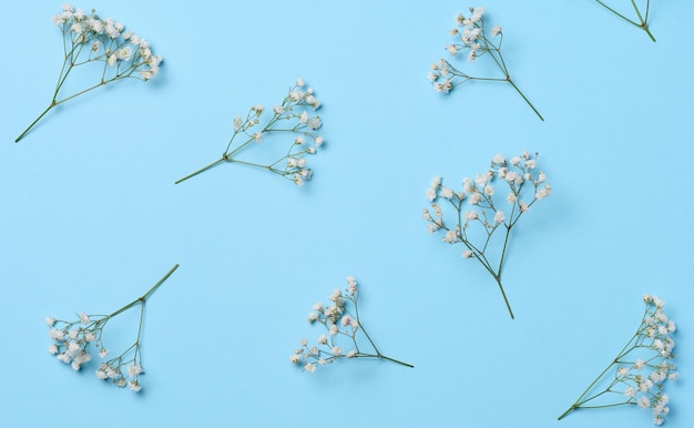 Gypsophilia branch with white flowers on a blue background top view