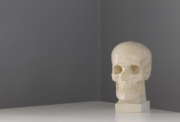 Photo gypsum skull on white table on background gray wall