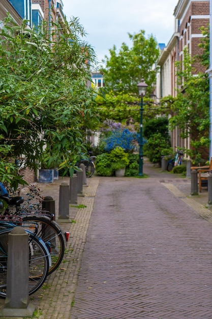 Haarlem the Netherlands March 2022 decorative plants on the city street Cozy green little street in Haarlem Concept social inclusion and climate change