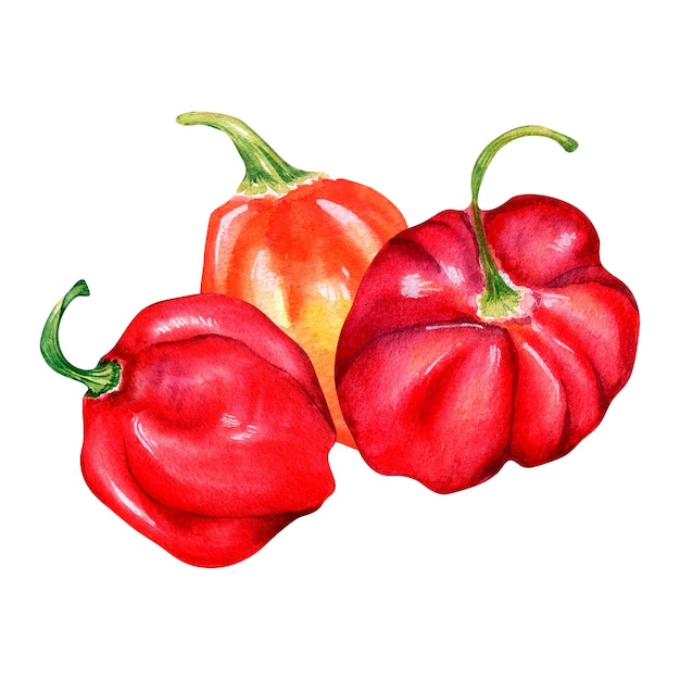 Habanero red pepper watercolor illustration isolated on white background