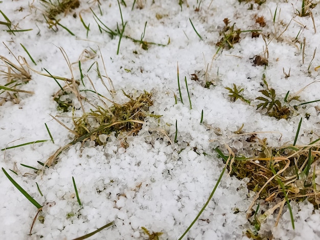 Hail or snow on green grass lawn top view weather concept snowSevere weather Hail on lawnbad weather in spring season