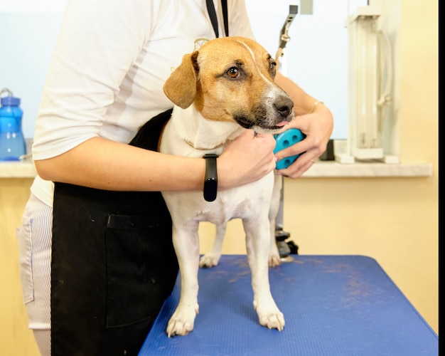 Haircut jack russell terrier combs with a brush for dogs.