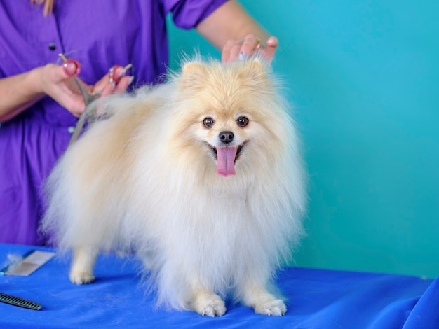 Haircut of a white pomeranian on a grooming table with scissors.