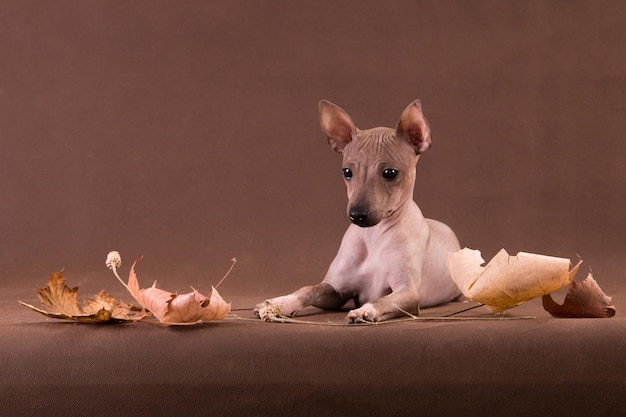 Hairless amused puppy lies among autumn leaves