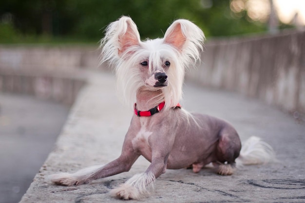 Hairless chinese crested dog lies on a huge staircase