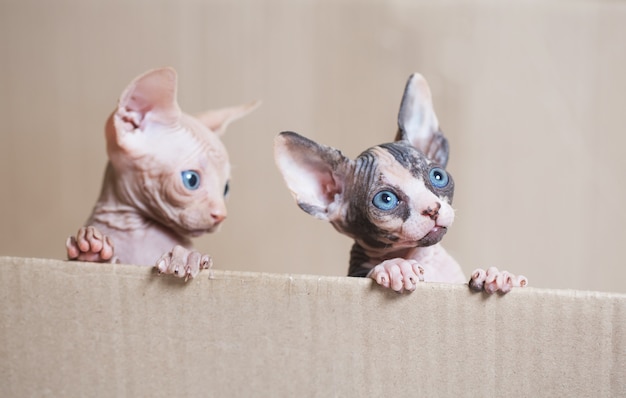 Hairless sphinx cats.