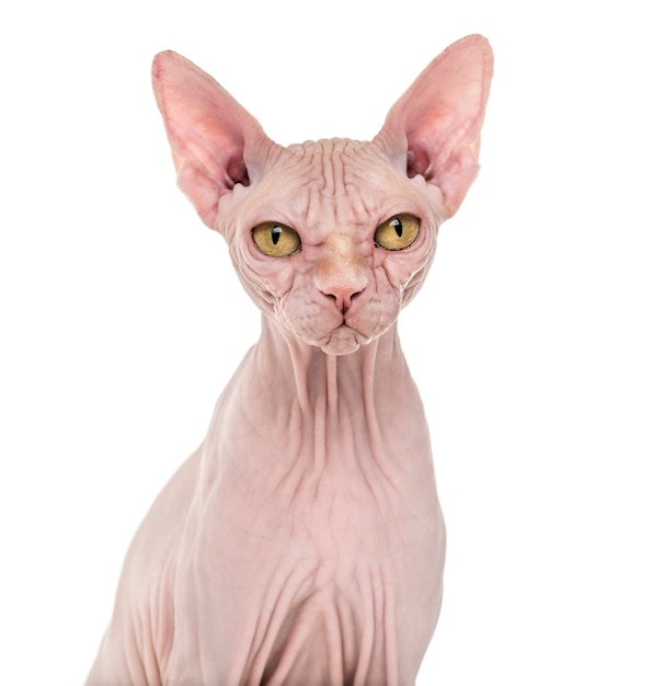 Hairless Sphynx cat portrait isolated