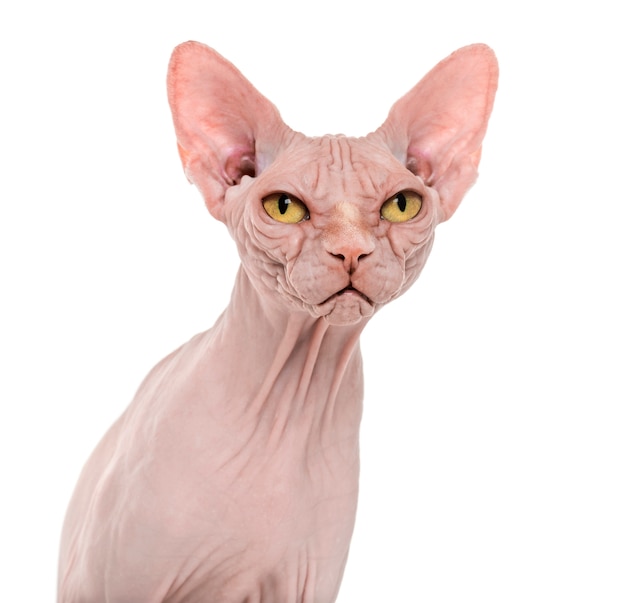 Hairless Sphynx cat portrait isolated