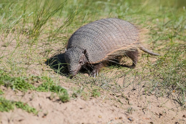 Hairy Armadillo in grassland environment Peninsula Valdes Patagonia Argentina