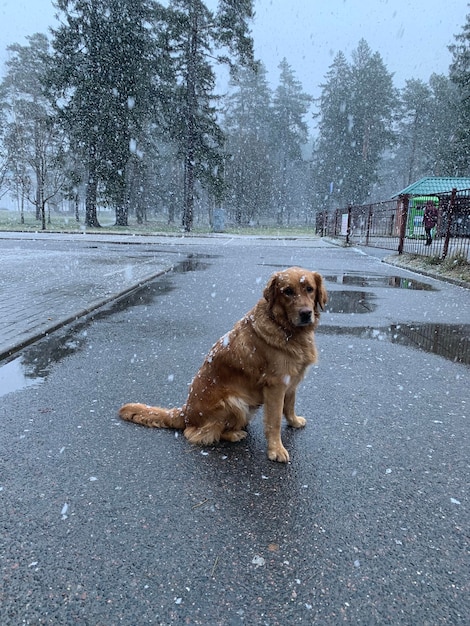 a hairy dog sits on a wet road in puddles and large flakes of snow fall on it