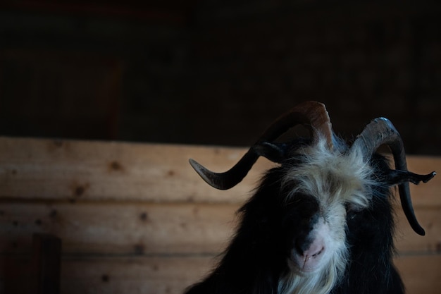 Hairy goat in an aviary big horns