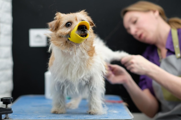 Hairy Jack Russell terrier on the grooming table