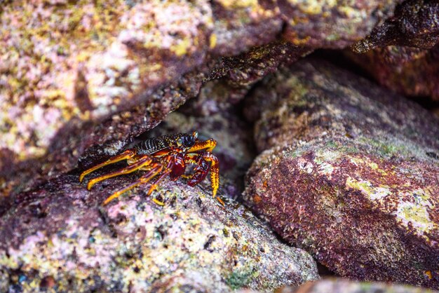 Hairy leg mountain crab Phi Phi Leh islands Andaman sea Krabi