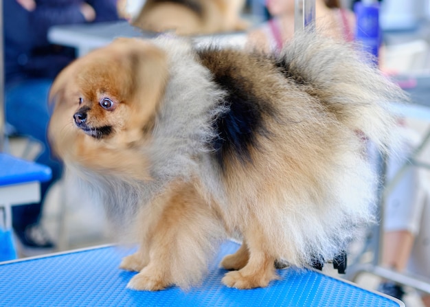 Hairy Pomeranian on the grooming table before grooming.