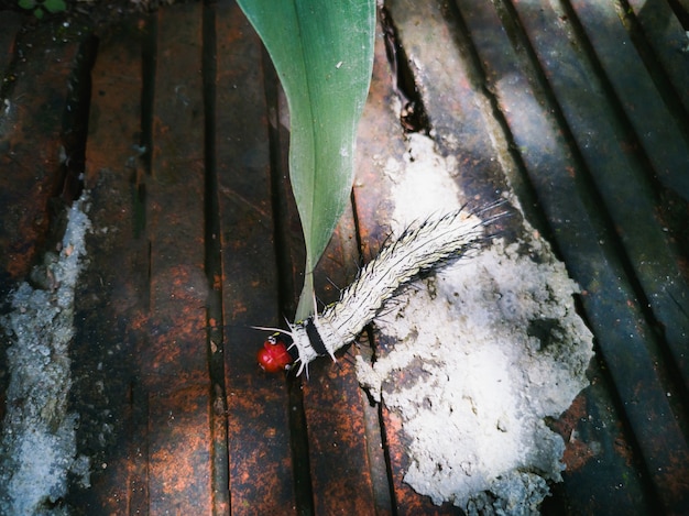 The Hairy worm or Slug worms walking on ground