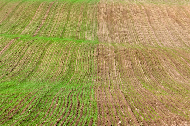 Half of the field with germinated sprouts of wheat after its sowing, winter varieties of plants