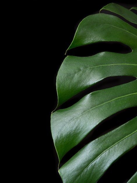 Half monstera deliciosa leaf isolated on black background