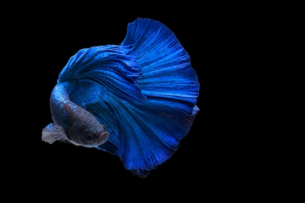 Half Moon tail Blue Betta siamese fighting fish in action over black background with clipp