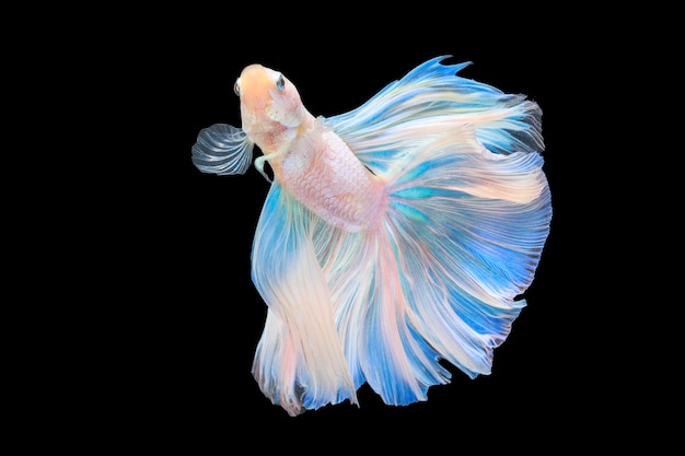 Half moon tail platinum betta Siamese fighting fish in action over black background.