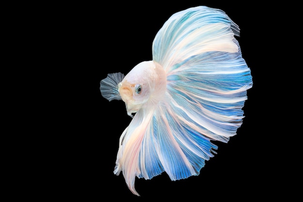 Half moon tail platinum betta Siamese fighting fish with black background with clipping pa