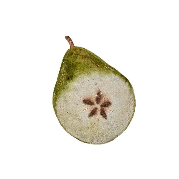 Half of a yellowgreen pear cut crosswise watercolor isolated object on a white background