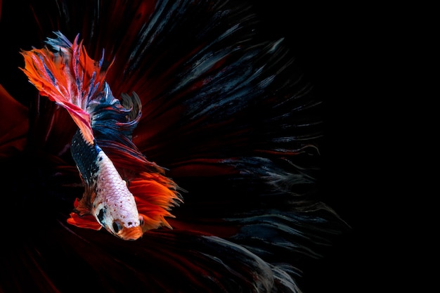 Halfmoon betta beautiful fish. capture the moving moment beautiful of siam betta fish