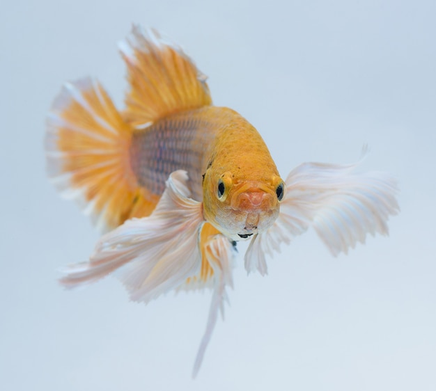 Halfmoon betta fish, siamese fighting fish, betta splendens