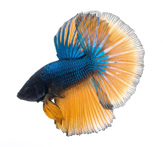 Halfmoon betta fish, siamese fighting fish, betta splendens