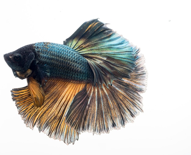 Halfmoon betta fish siamese fighting fish betta splendens