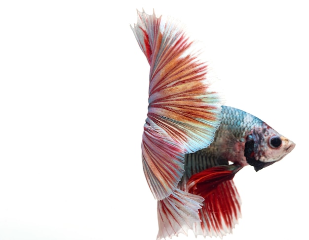 Halfmoon betta fish siamese fighting fish betta splendens